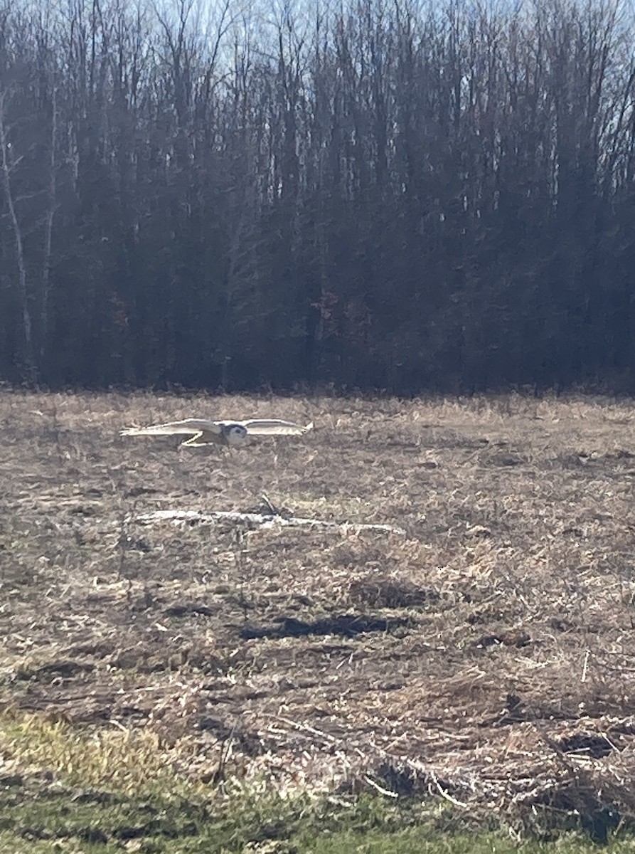 Snowy Owl - ML434670681