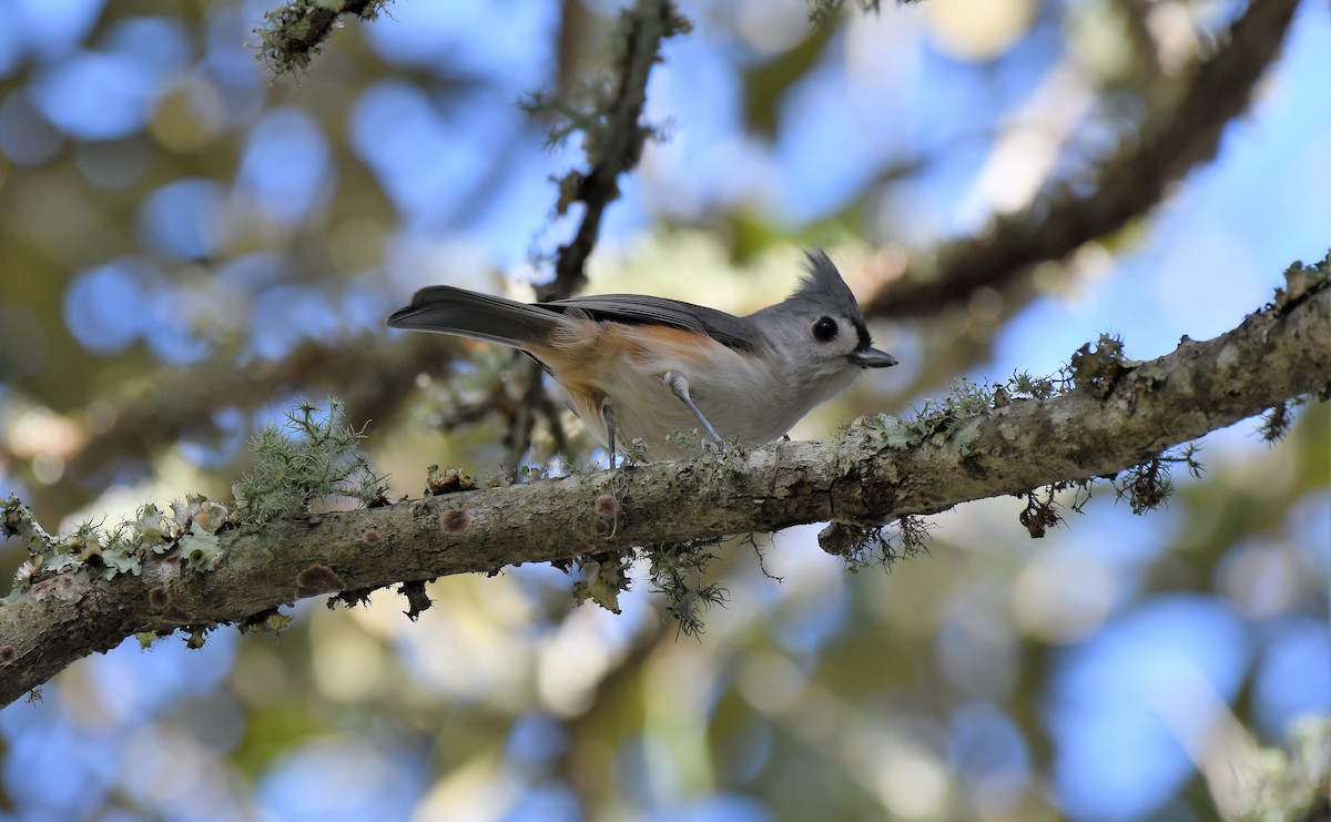 Tufted Titmouse - ML43467121