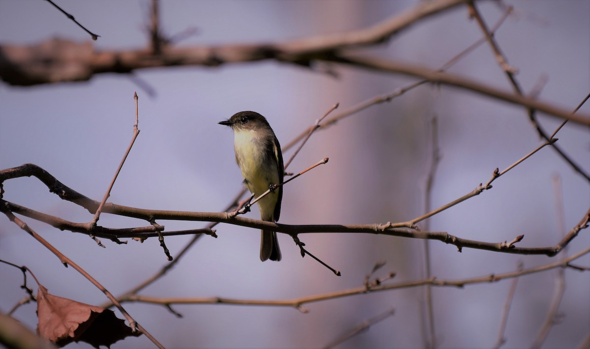 Eastern Phoebe - Bruce Cochrane