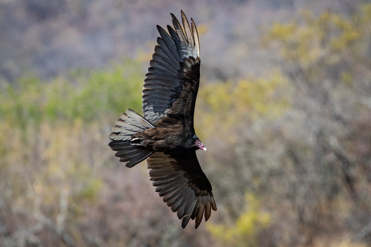 Turkey Vulture - ML434671901