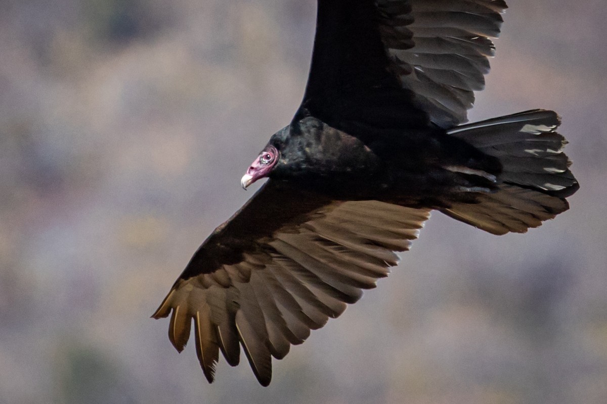 Turkey Vulture - ML434671911