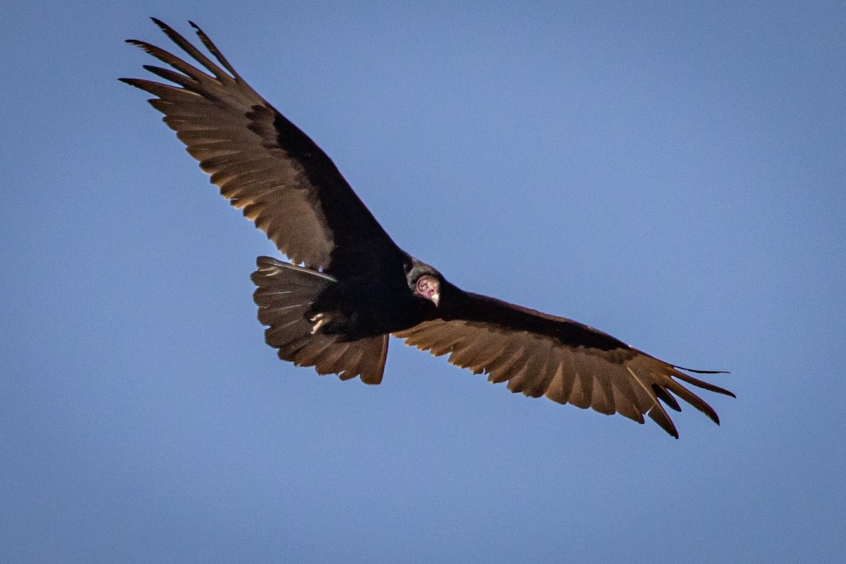 Turkey Vulture - ML434671921