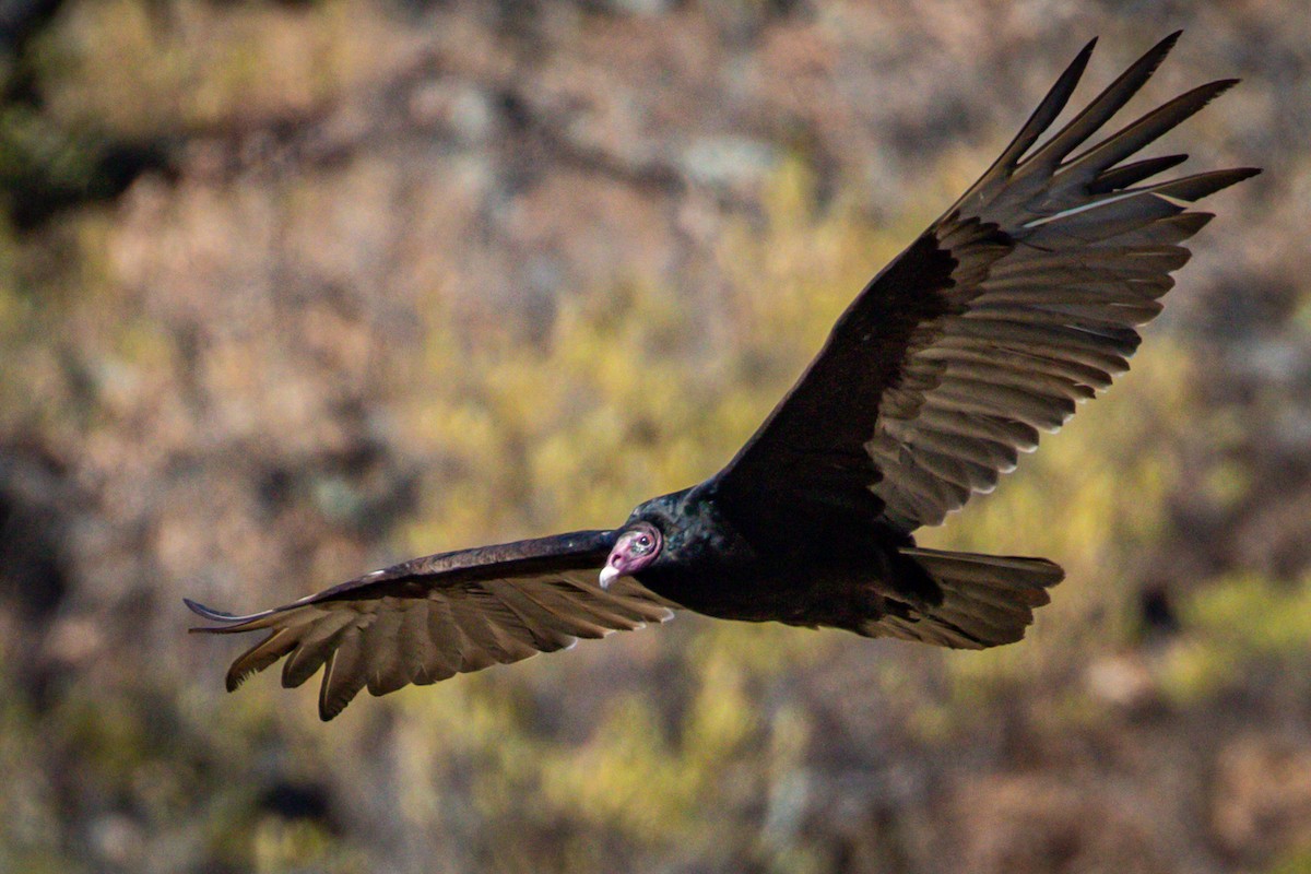 Turkey Vulture - ML434671931