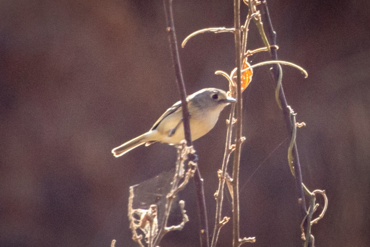 Dwarf Vireo - ML434671961