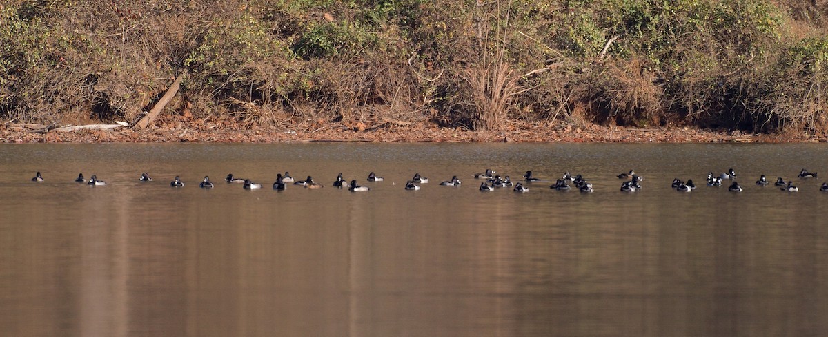 Ring-necked Duck - ML43467241