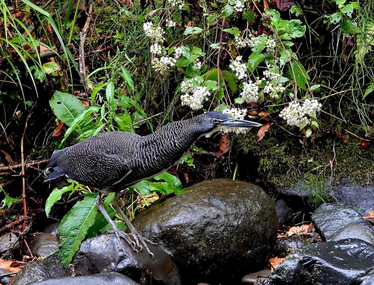 Fasciated Tiger-Heron - ML434672441