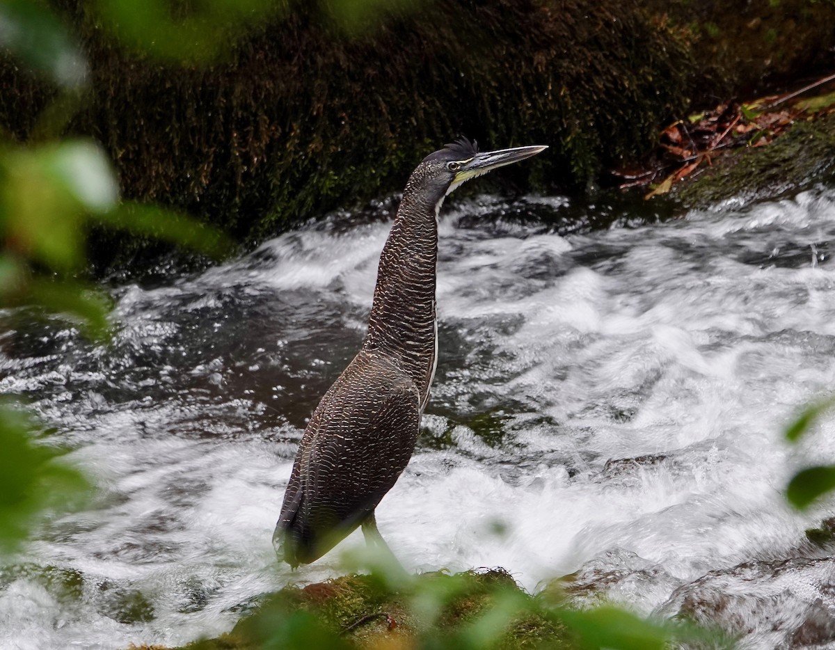 Fasciated Tiger-Heron - Susan Hartley