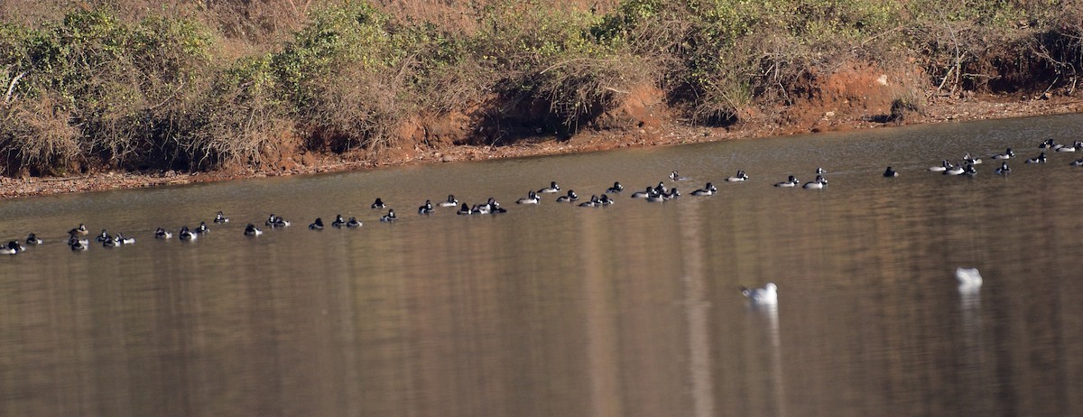 Ring-necked Duck - ML43467261