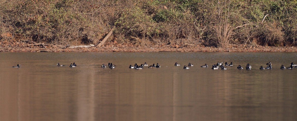 Ring-necked Duck - ML43467271