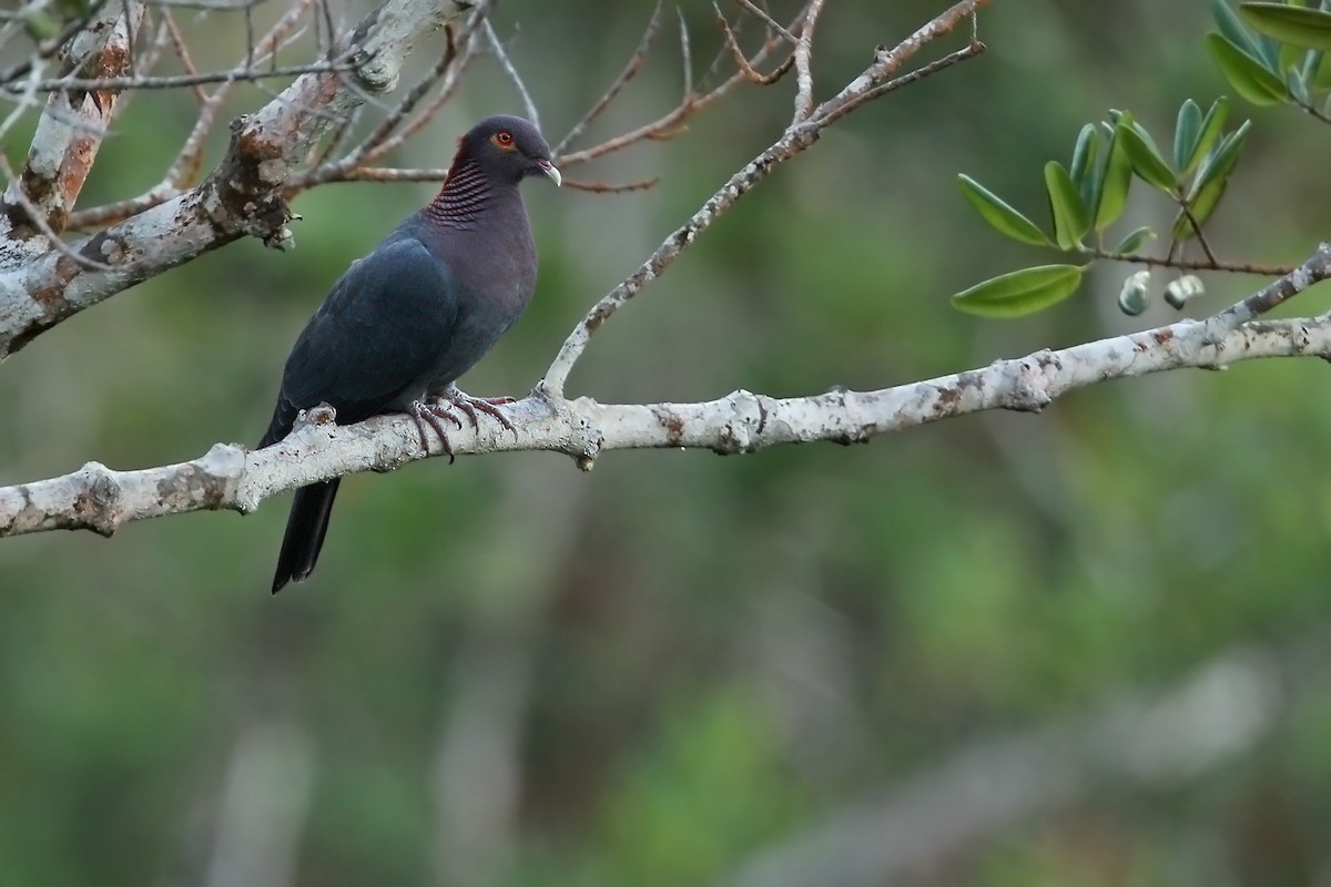 Scaly-naped Pigeon - Martjan Lammertink