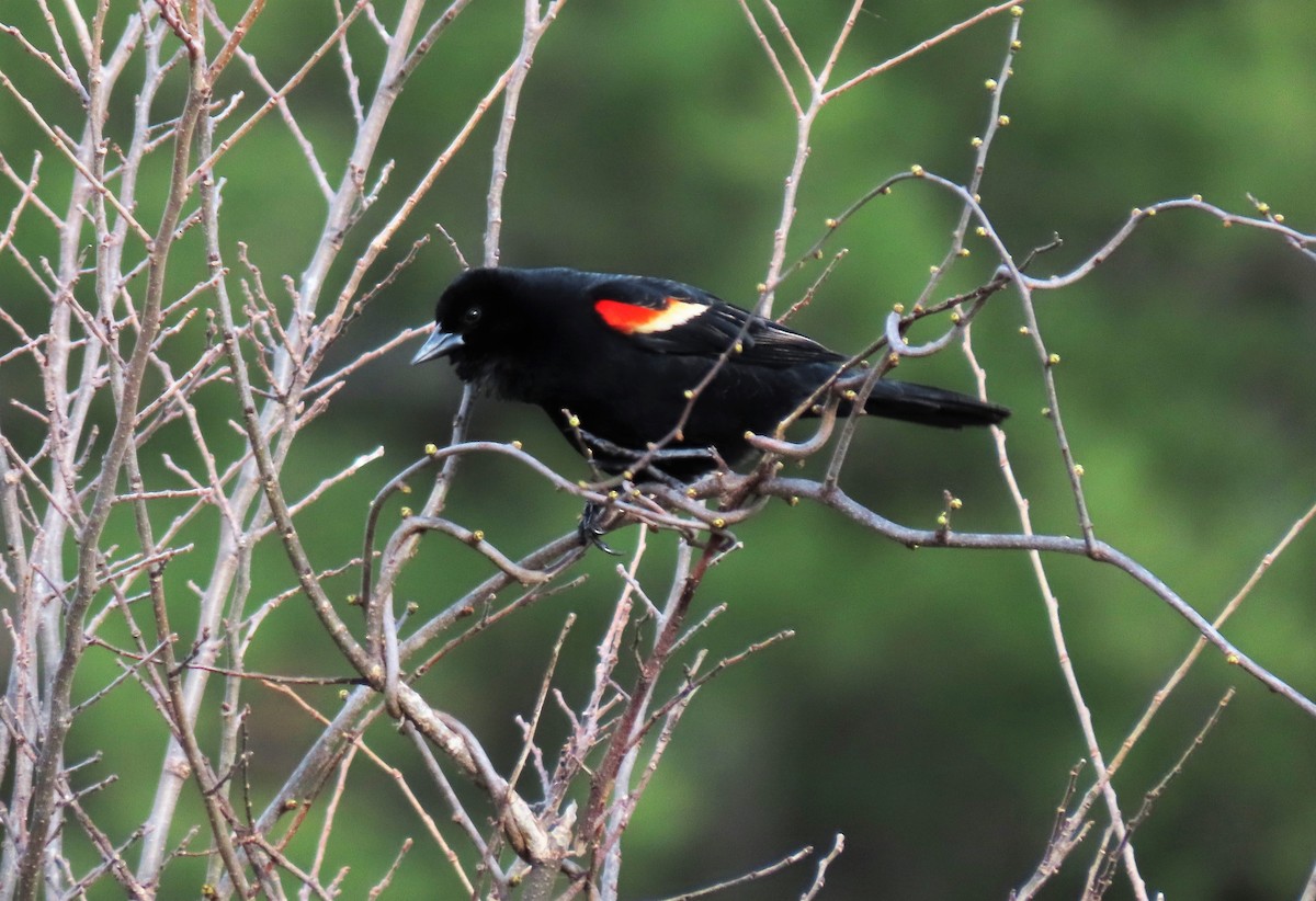 Red-winged Blackbird - ML434673141