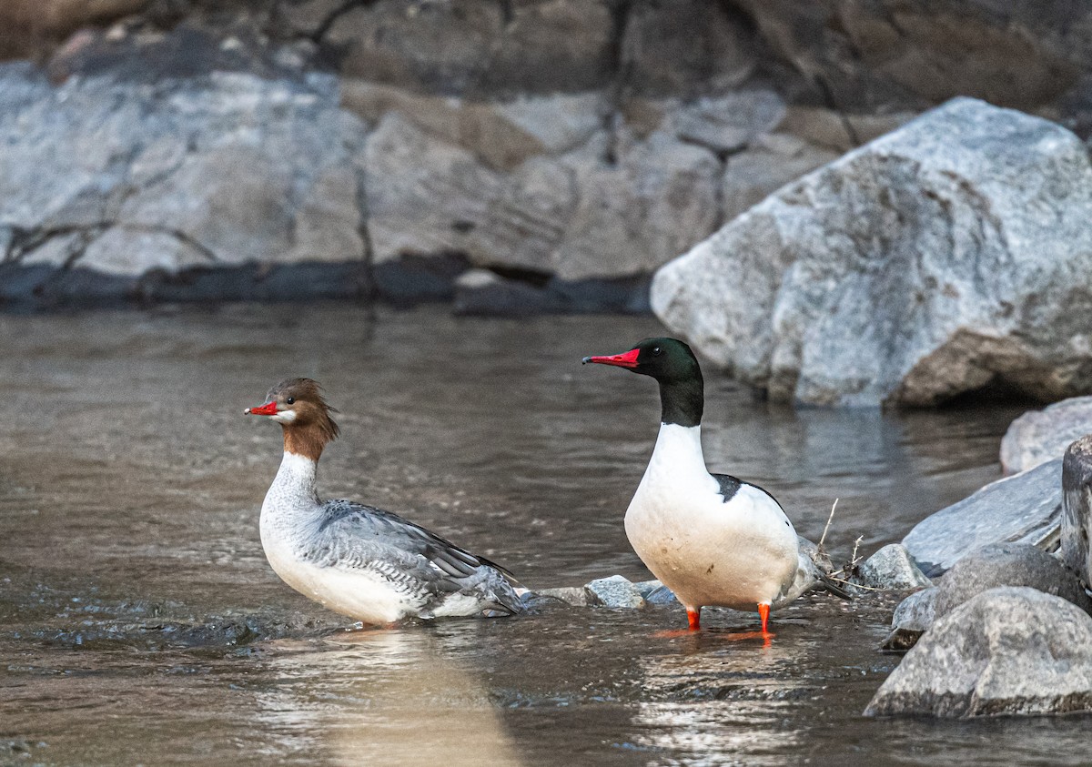 Common Merganser - ML434673541