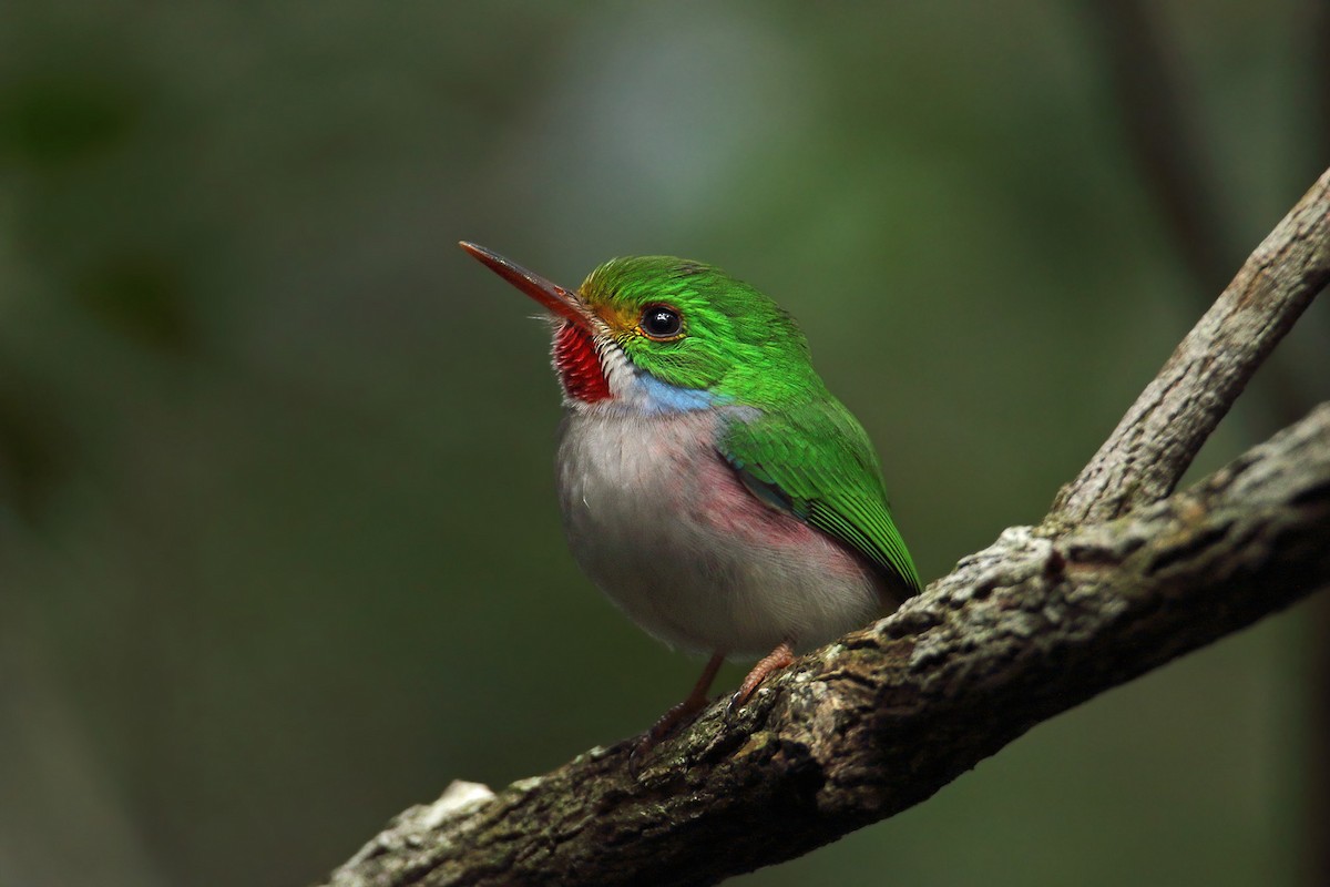 Cuban Tody - ML43467371