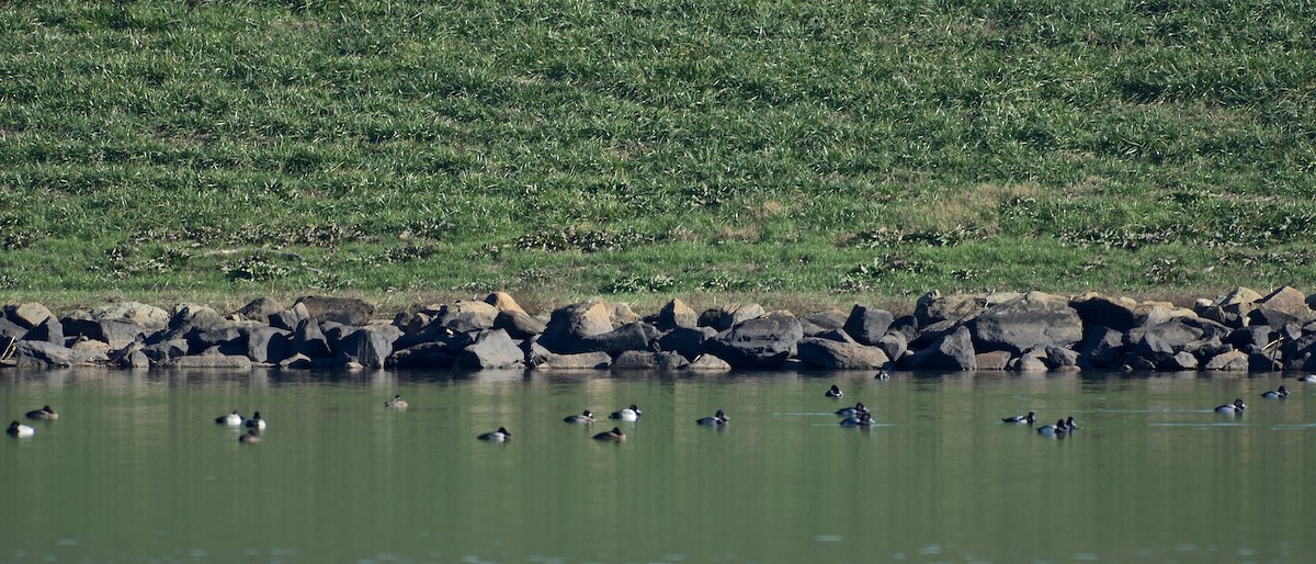 Lesser Scaup - ML43467431