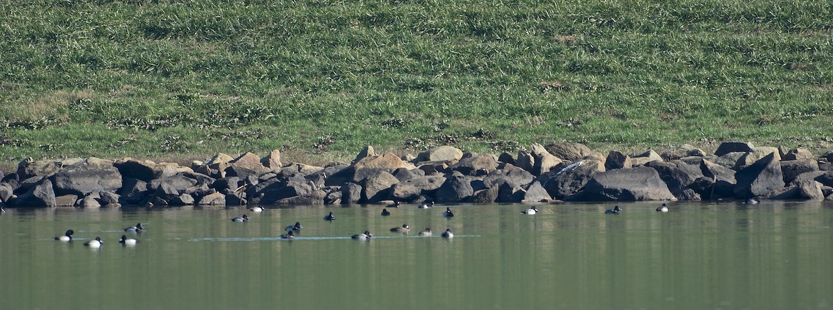 Lesser Scaup - ML43467441