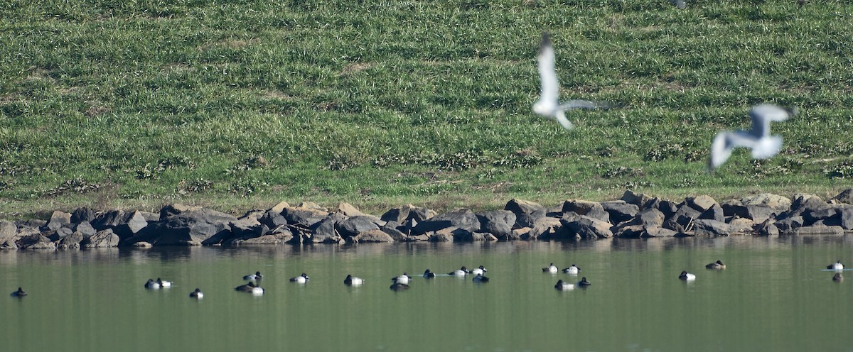 Lesser Scaup - ML43467451