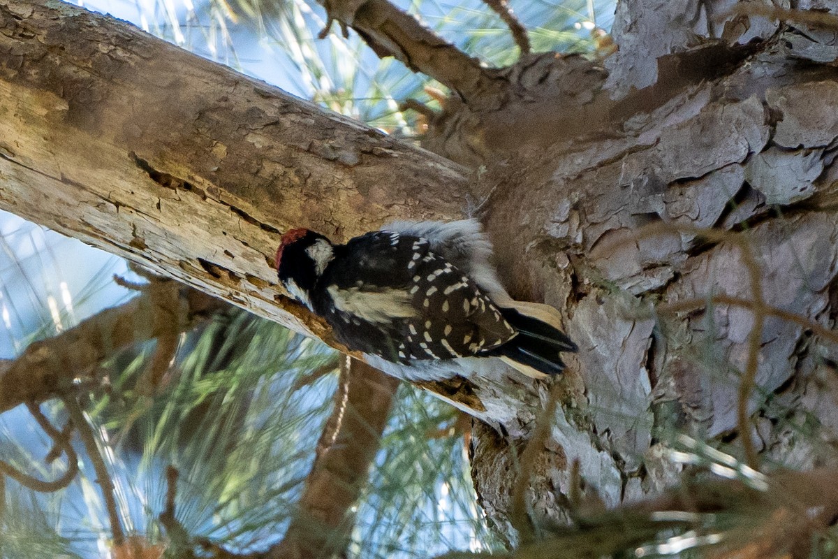 Hairy Woodpecker - ML434675801