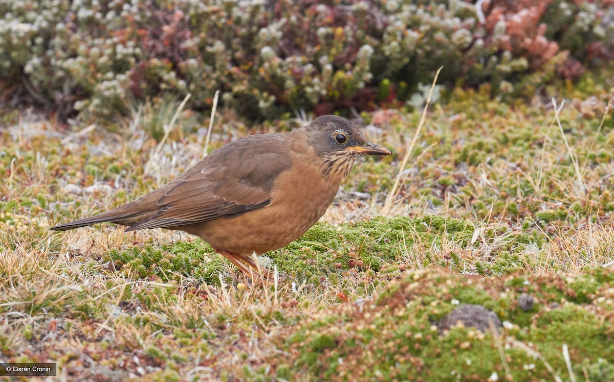 Austral Thrush - Virginia Davis