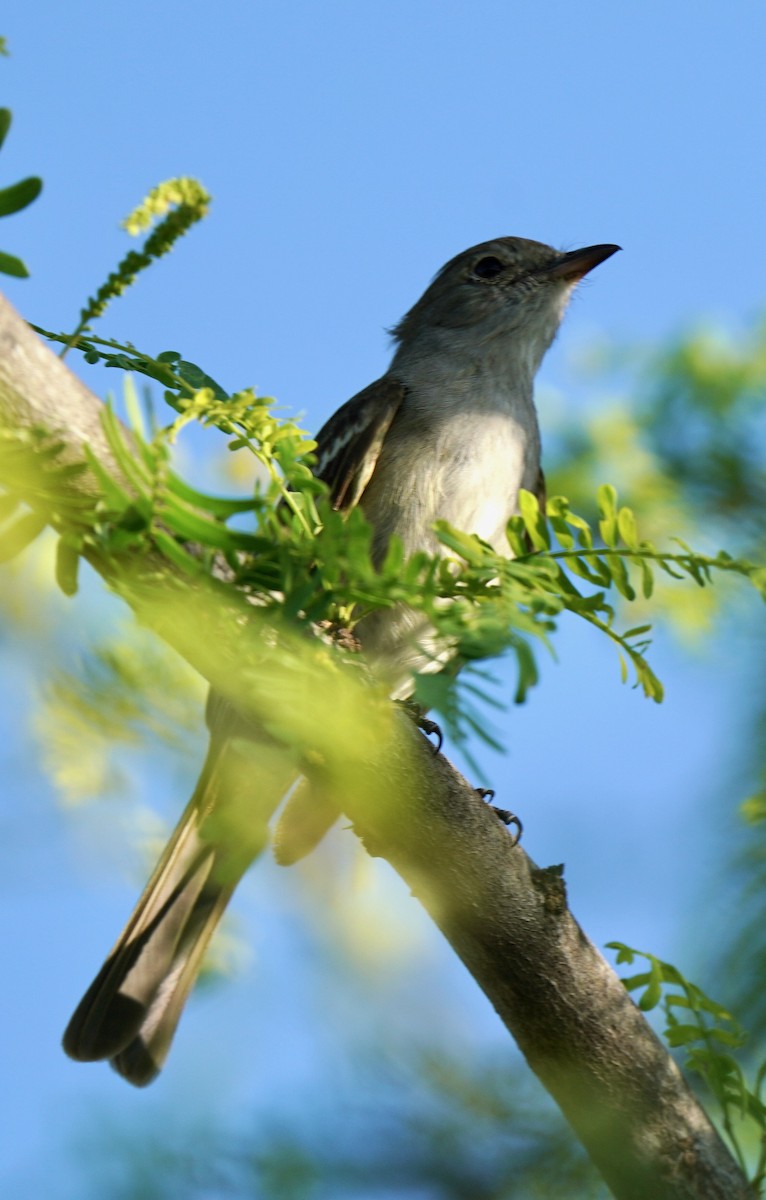 Caribbean Elaenia - Sibylle Hechtel