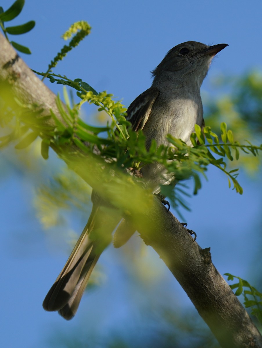 Caribbean Elaenia - ML434676661