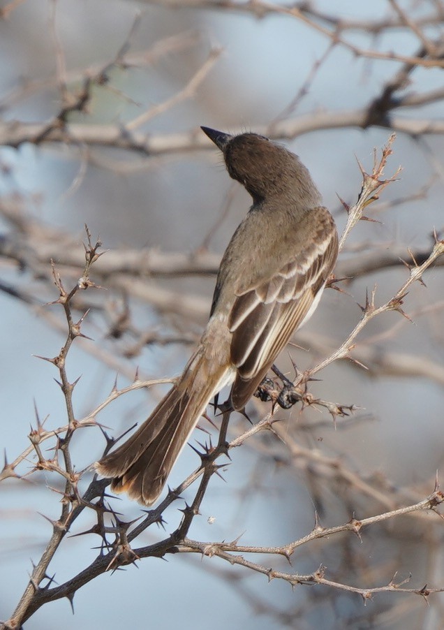 Caribbean Elaenia - ML434676671