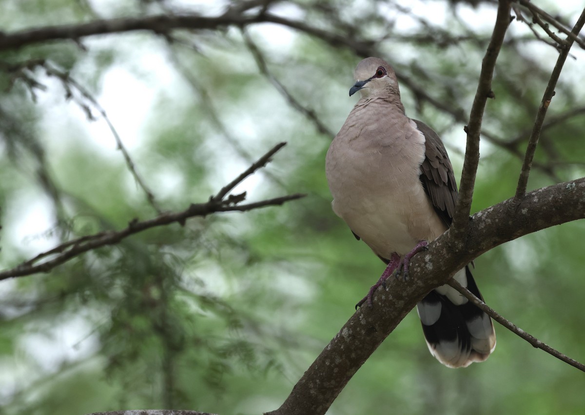 White-tipped Dove - Kasper R. Berg