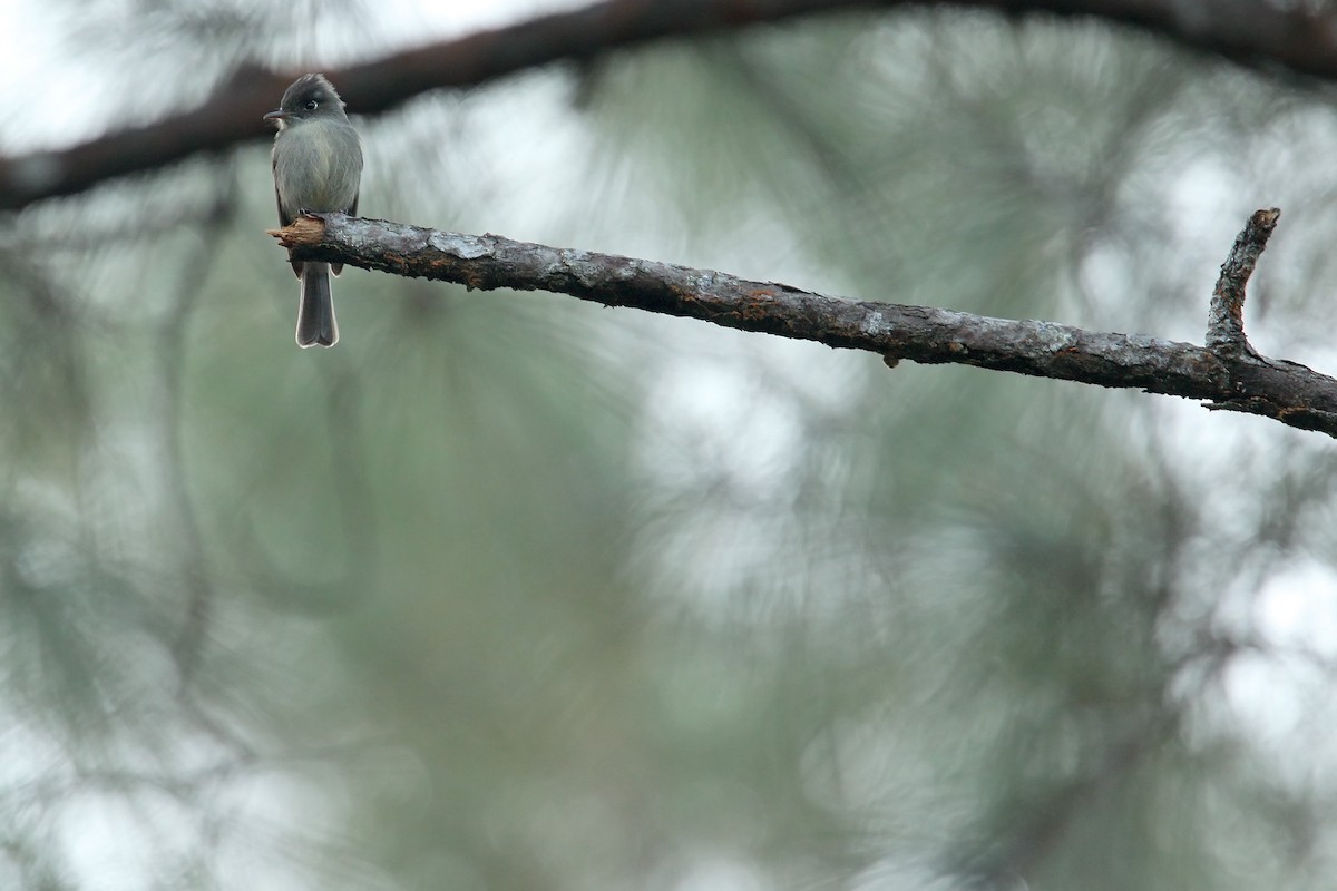 Cuban Pewee - Martjan Lammertink