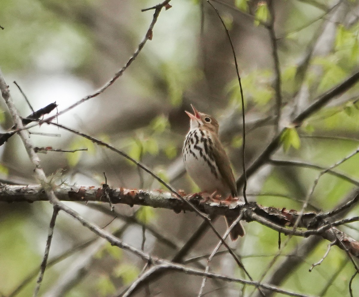 Ovenbird - ML434677731