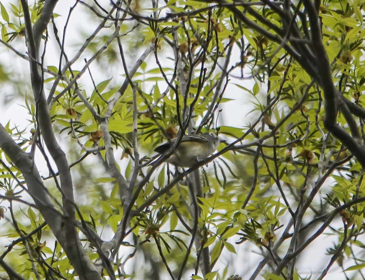 Mavi Başlı Vireo - ML434677781