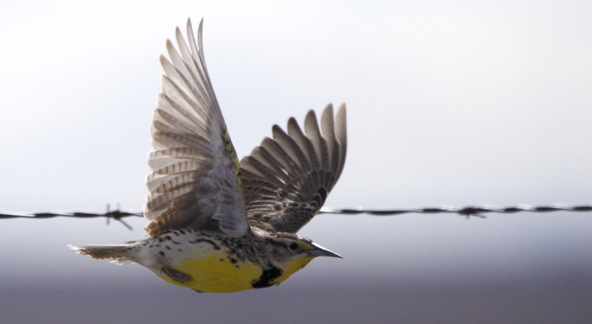 Western Meadowlark - ML434678301