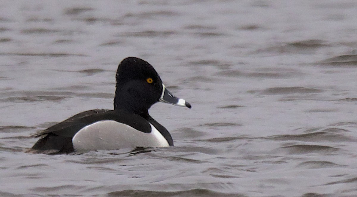 Ring-necked Duck - ML434678321