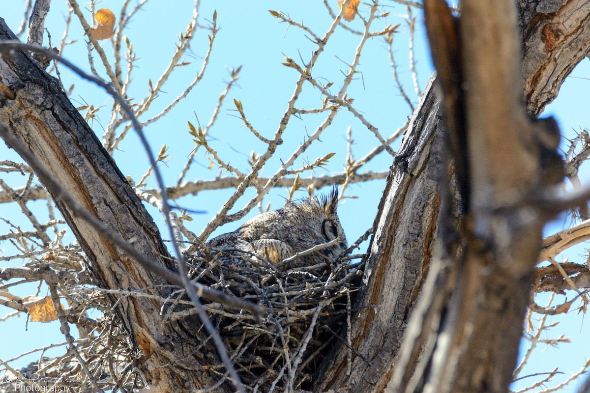 Great Horned Owl - ML434680051