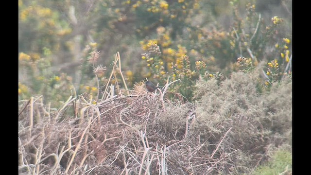 Dartford Warbler - ML434680261