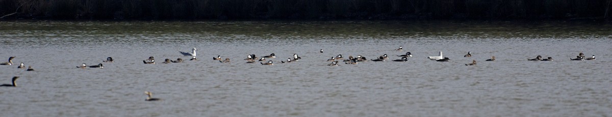 Hooded Merganser - ML43468051