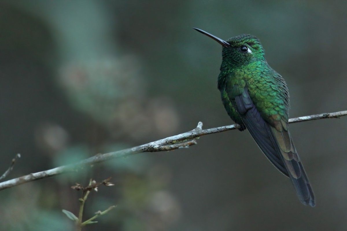 Cuban Emerald - ML43468061