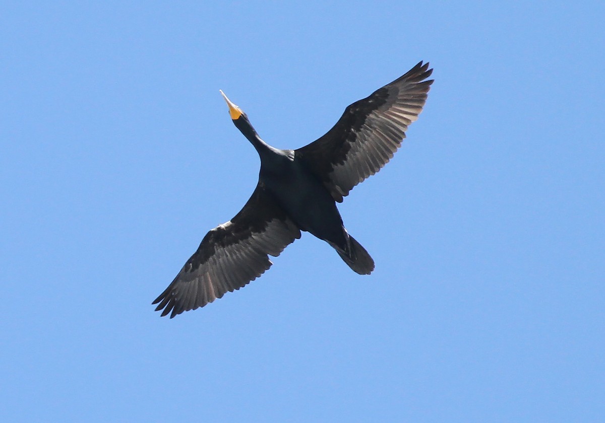 Double-crested Cormorant - ML434683261