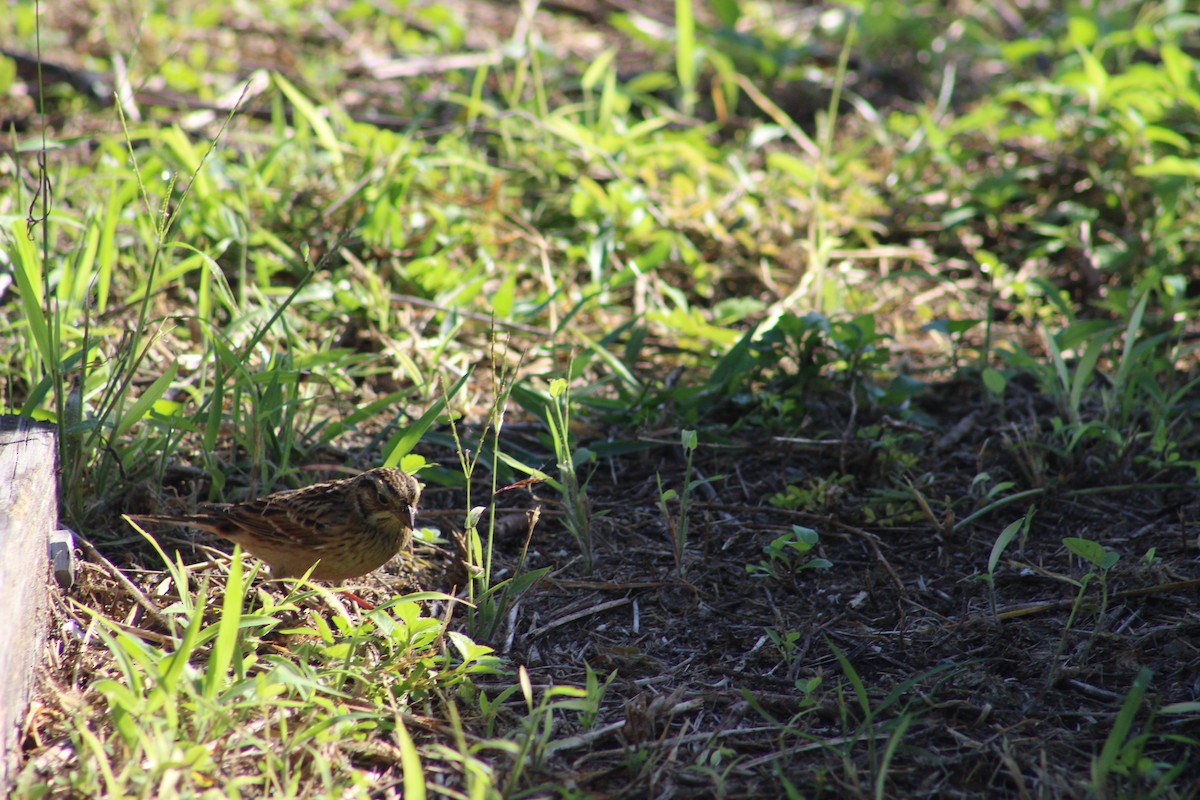 Smith's Longspur - ML43468341