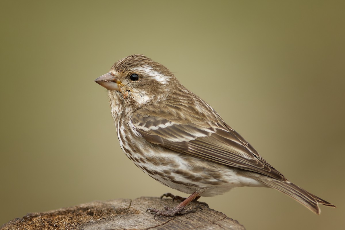 Purple Finch - ML434683881