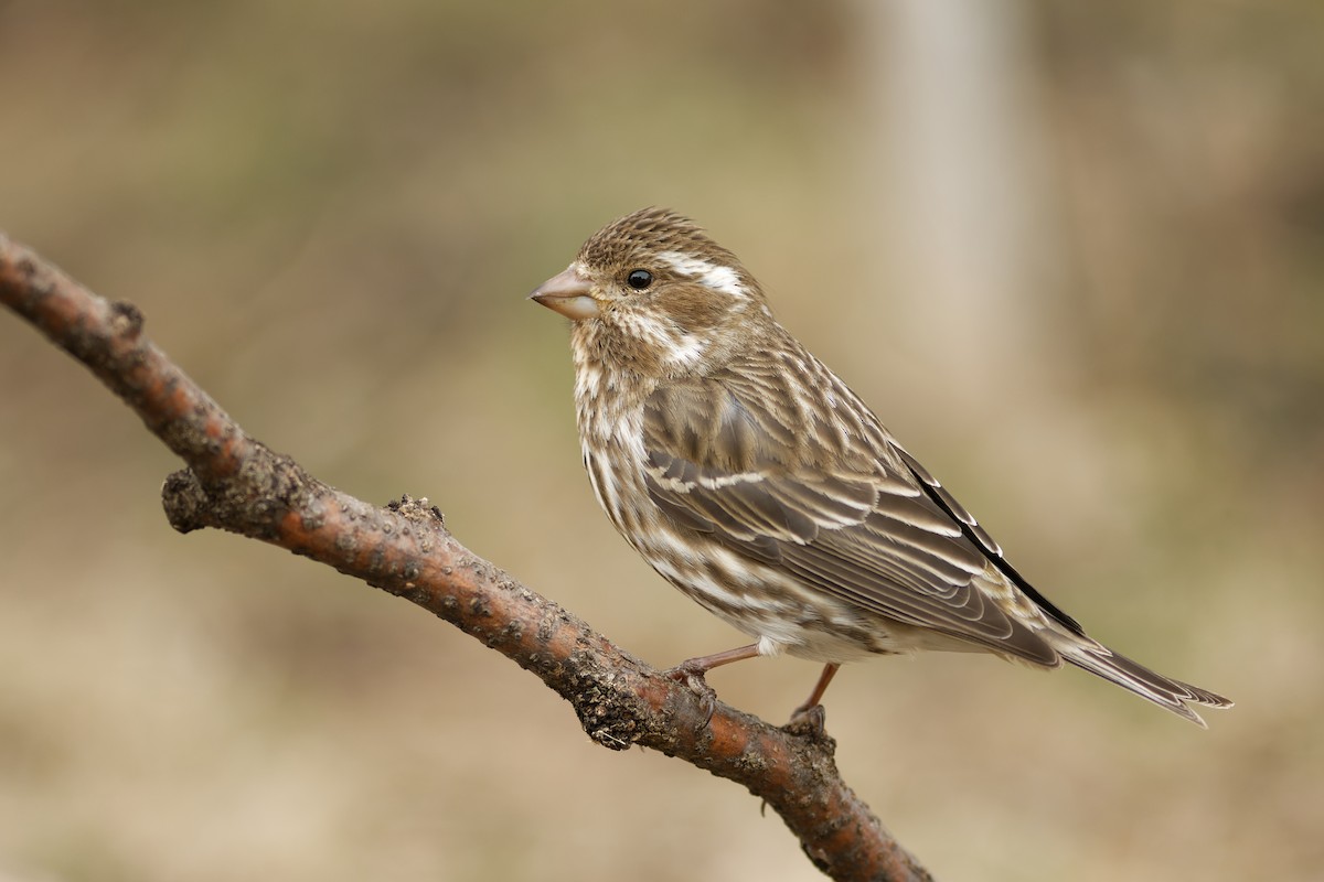 Purple Finch - ML434683891