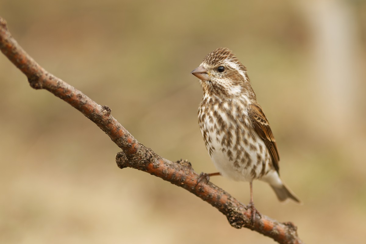 Purple Finch - ML434683911