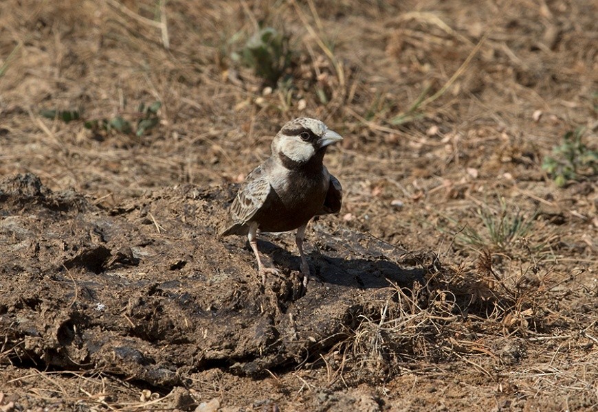 Ashy-crowned Sparrow-Lark - ML43468741