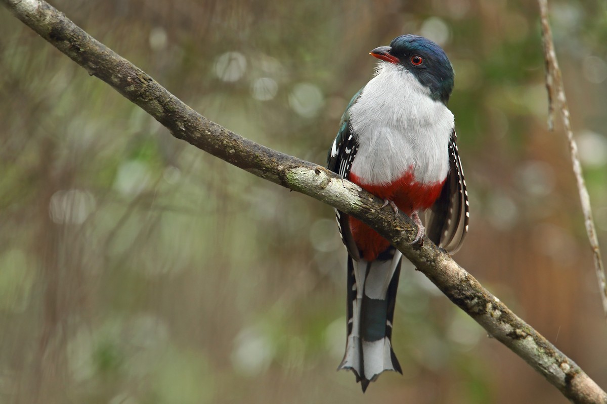 Cuban Trogon - Martjan Lammertink