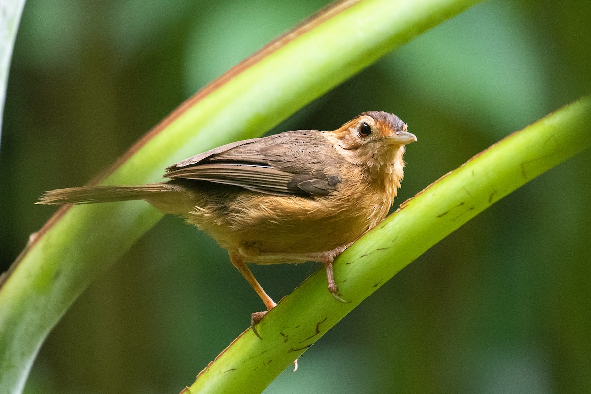 Brown-capped Babbler - Francesco Veronesi