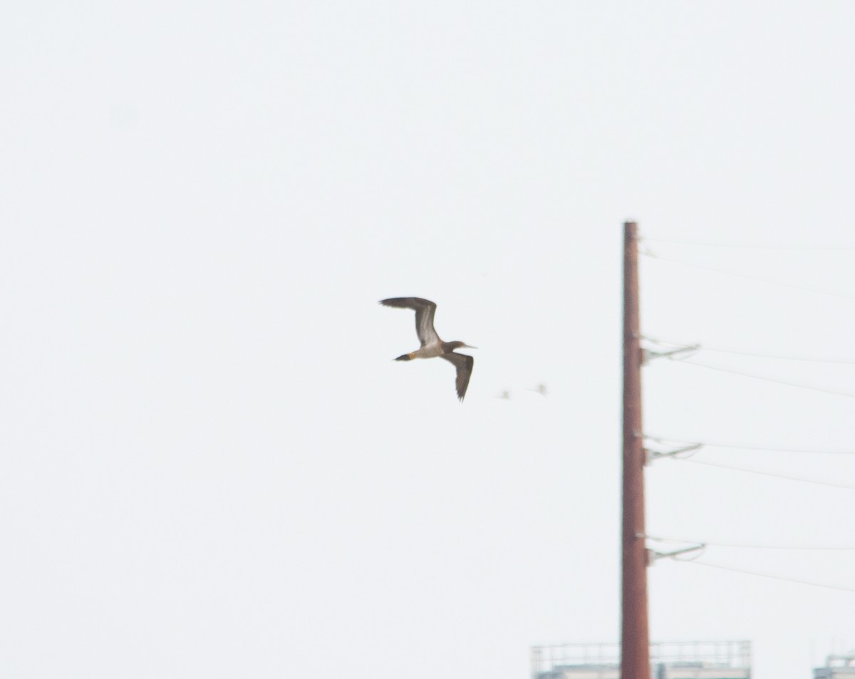 Brown Booby - ML434691711