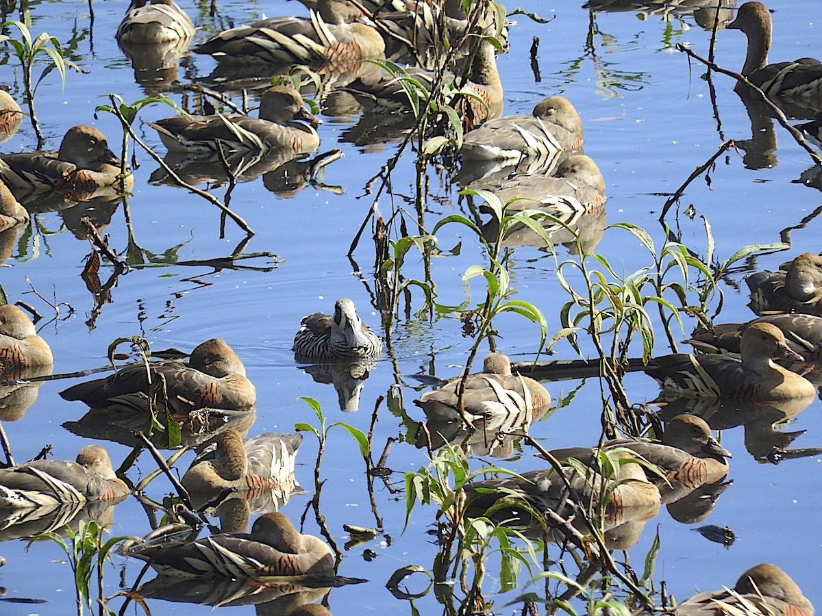 Pink-eared Duck - George Vaughan