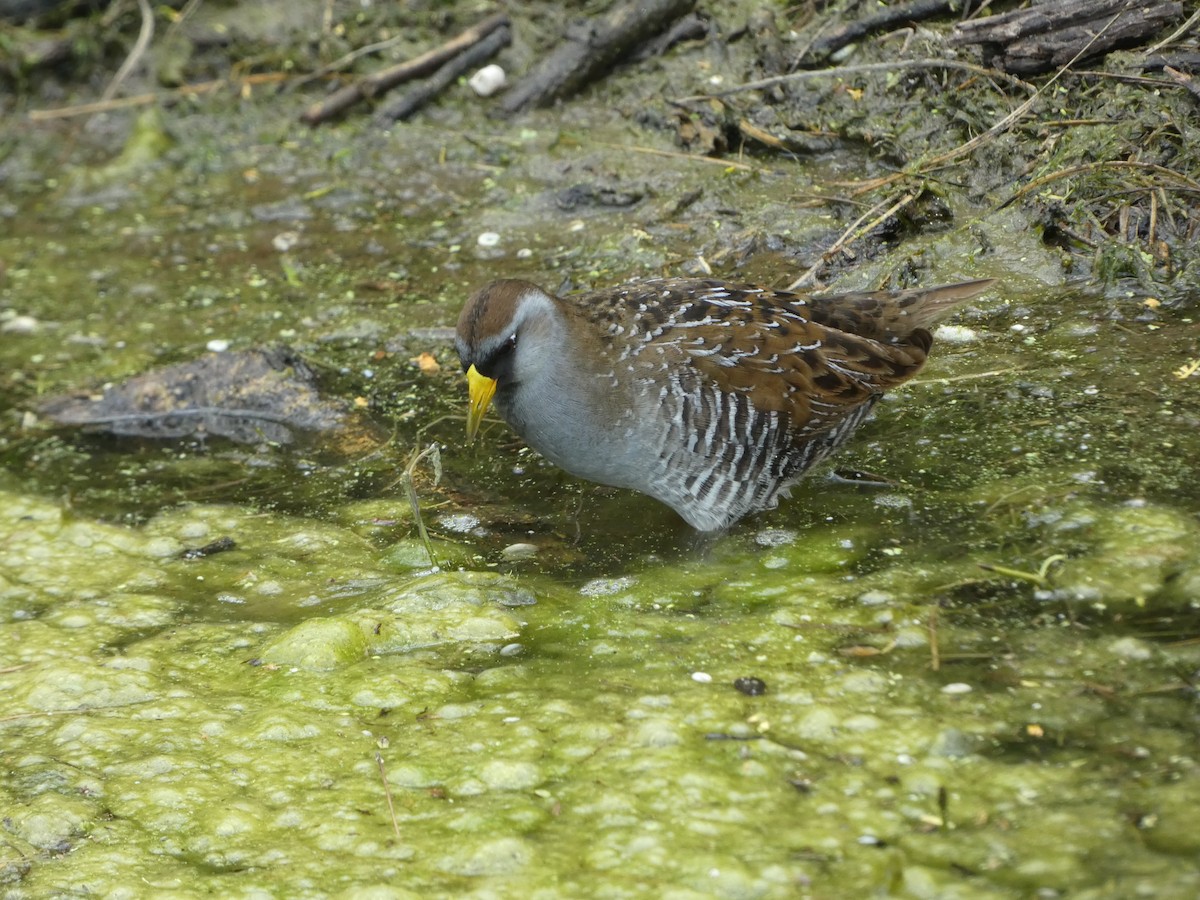 Polluela Sora - ML434692691