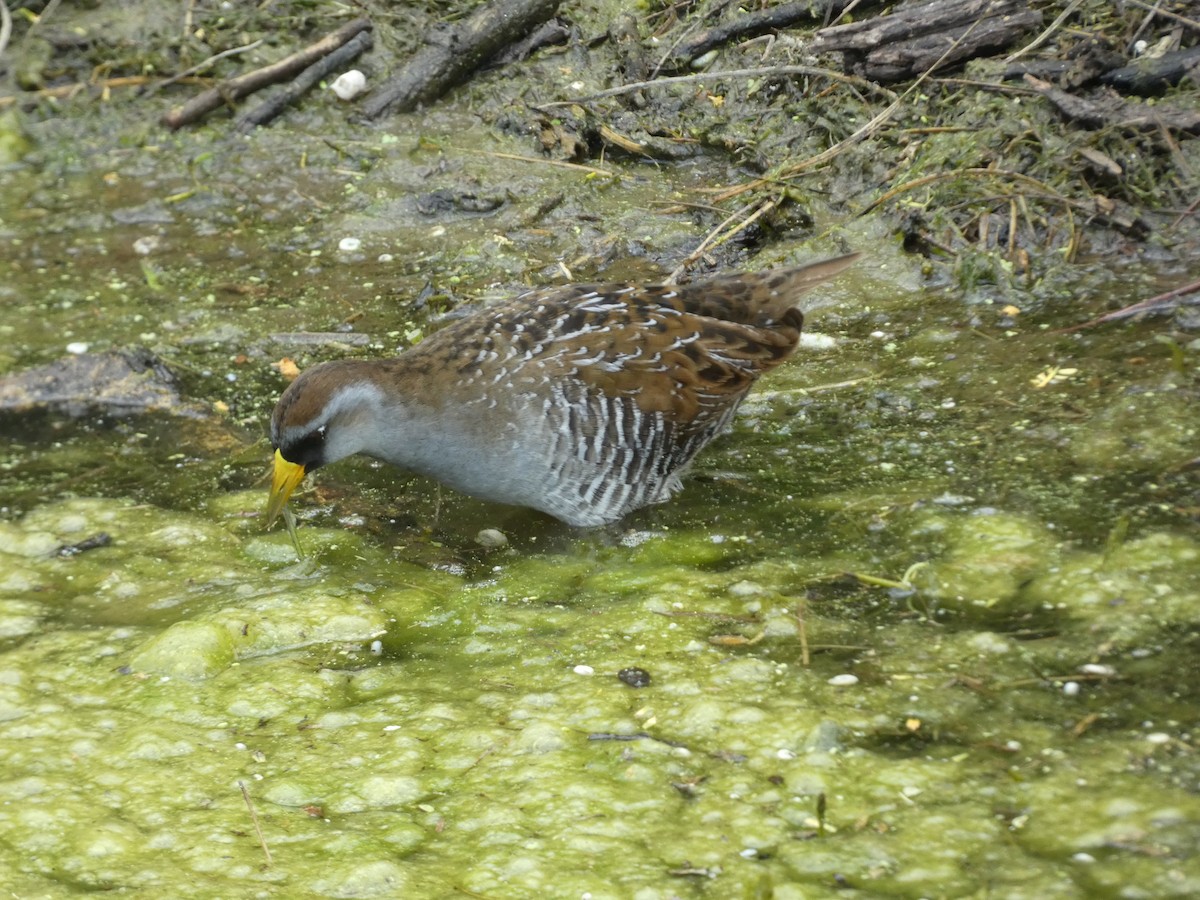 Polluela Sora - ML434692741