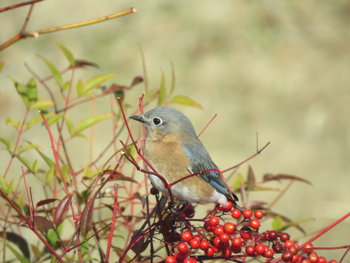 Eastern Bluebird - ML434694161