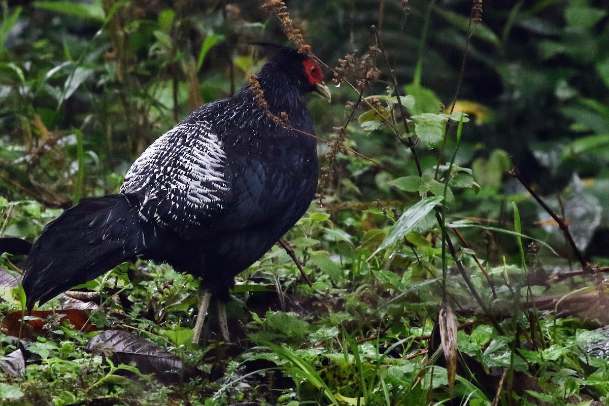 Faisan leucomèle - ML434694401