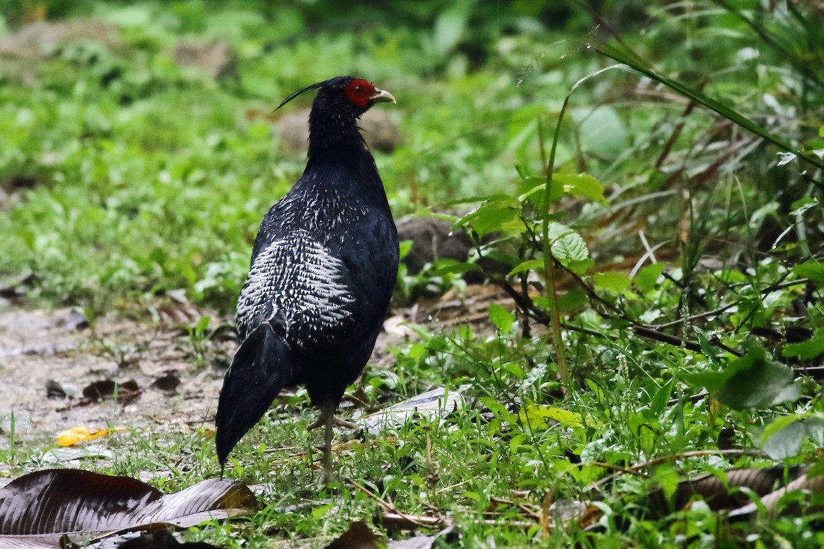 Kalij Pheasant - ML434694411